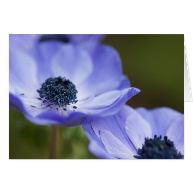 Blaue Anemone (Vorderseite (Horizontal))