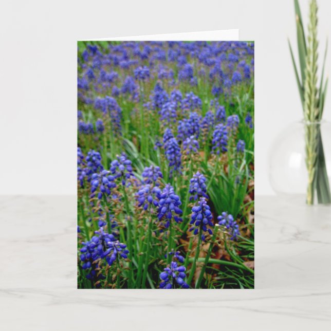 Blaue armenische Hyazinthe Notecard Karte (Vorderseite)