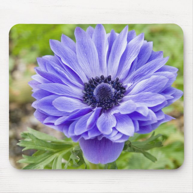 Blaue Aster-Blumen-Mausunterlage Mousepad (Vorne)