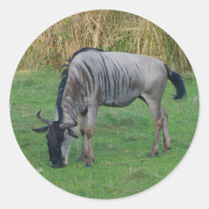 Blaue Aufkleber des Wildebeest-#1