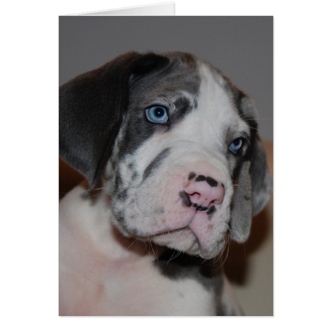 Blaue Augen Doggenwelpe (Vorne)