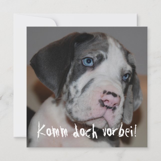 Blaue Augen Doggenwelpe (Vorderseite)