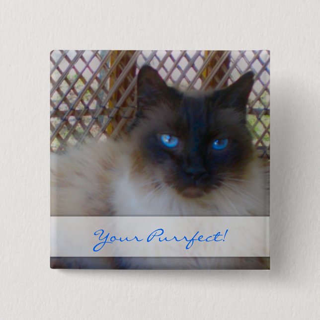 Blaue Augen-Miezekatze Ihr Purrrfect Knopf Button (Vorderseite)