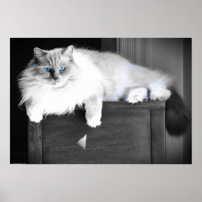 Blaue Augen, Poster (Vorne)