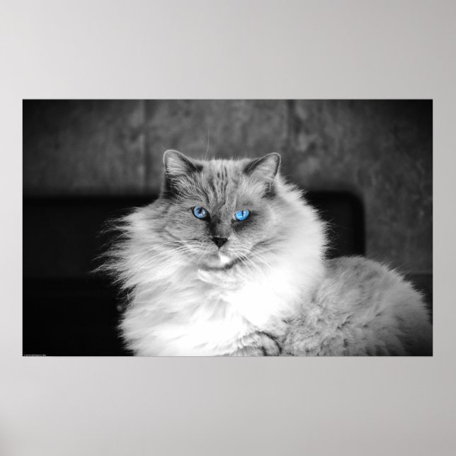 Blaue Augen, Poster (Vorne)