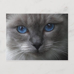 Blaue Augen Postkarte