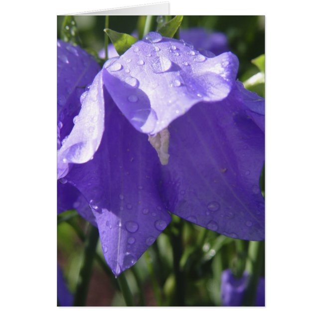 Blaue Bell-Karte (Vorne)