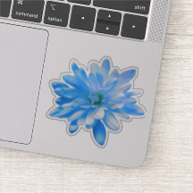 Blaue blühende Blume Daisy Sonnenblume
