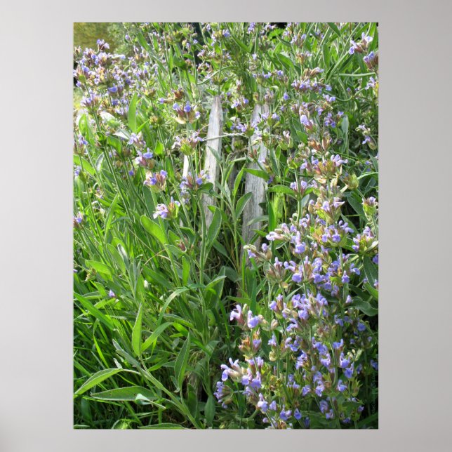 Blaue blühende Szene Kräuterfotografie Poster (Vorne)