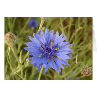 Blaue Blume