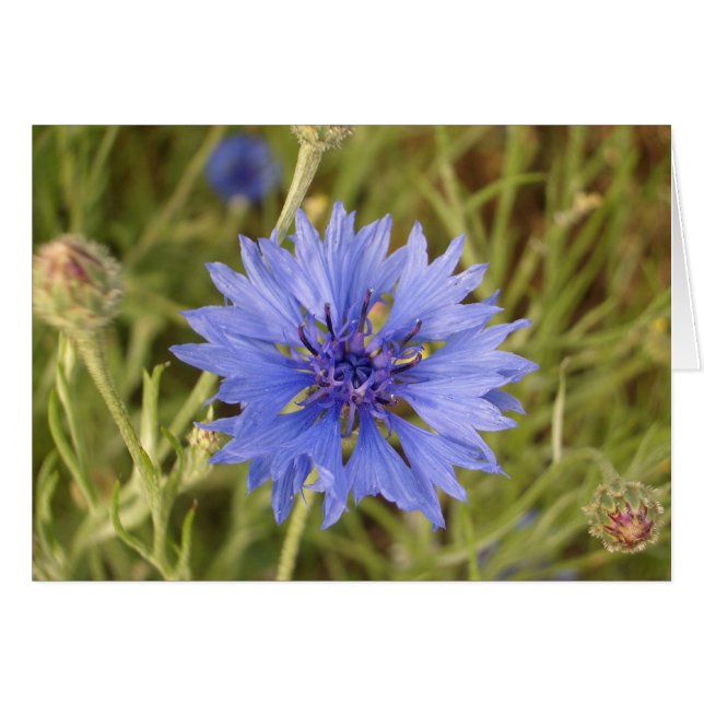 Blaue Blume (Vorderseite (Horizontal))