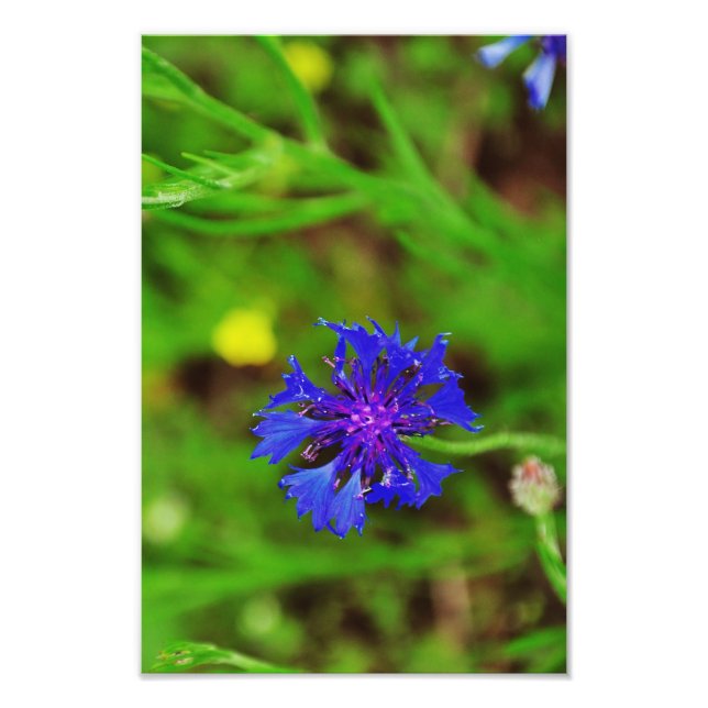 Blaue Blume Fotodruck (Vorne)
