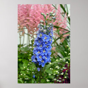 Blaue Blume Poster