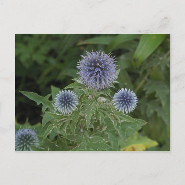 blaue Blume Postkarte (Vorderseite)