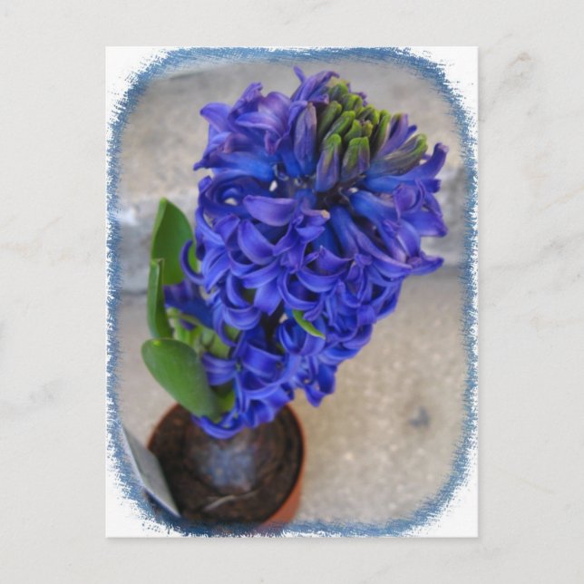 Blaue Blume Postkarte (Vorderseite)
