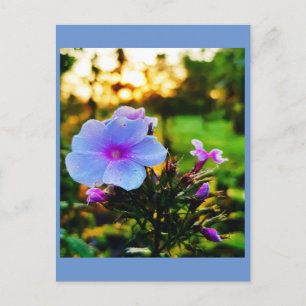 Blaue Blume Postkarte
