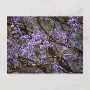 Blaue Blumen eines Jacaranda-Baumes Postkarte