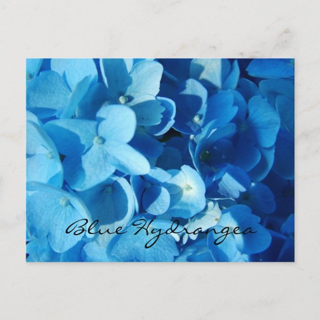 Blaue Blumen, Hydrangea Postkarte (Vorderseite)