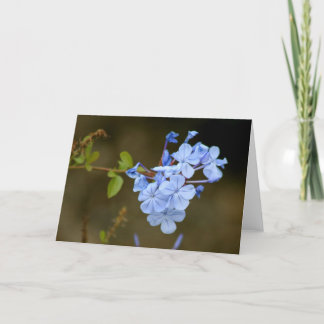 Blaue Blumen Karte