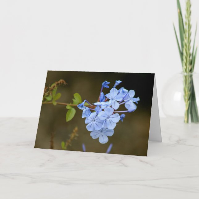 Blaue Blumen Karte (Vorderseite)