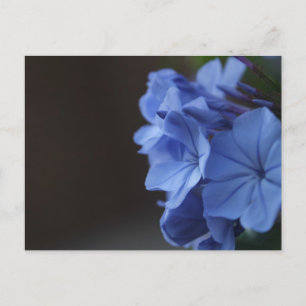 Blaue Blumen Postkarte