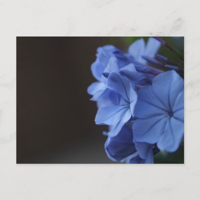 Blaue Blumen Postkarte (Vorderseite)