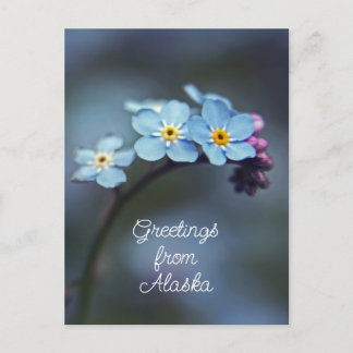 Blaue Blumen Vergissmeinnicht Grüße aus Alaska Postkarte