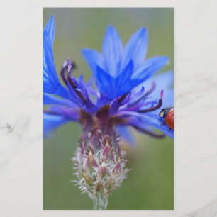 Blaue Blüten Ladybug Liebe Locarno Briefpapier