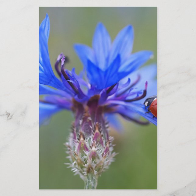 Blaue Blüten Ladybug Liebe Locarno Briefpapier (Vorderseite)