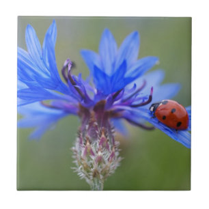Blaue Blüten Ladybug Liebe Locarno Fliese