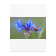 Blaue Blüten Ladybug Liebe Locarno