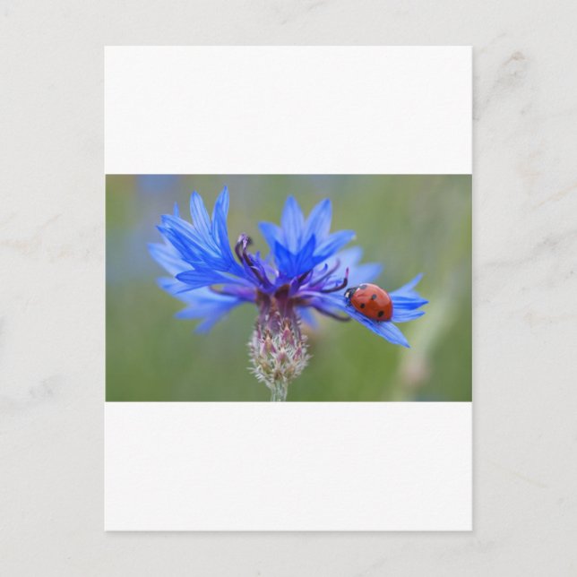 Blaue Blüten Ladybug Liebe Locarno Postkarte (Vorderseite)