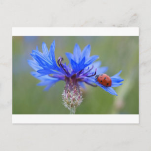 Blaue Blüten Marienkäfer Frieden Liebe Schicksal K Postkarte
