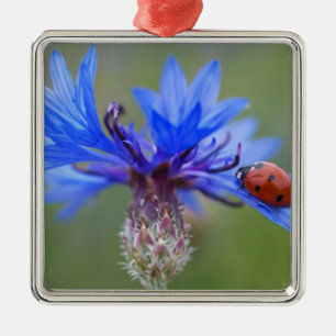 Blaue Blüten Marienkäfer Frieden Liebe Schicksal K Silbernes Ornament