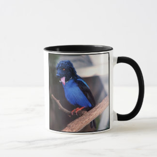 Blaue Boodle-Tasse Tasse