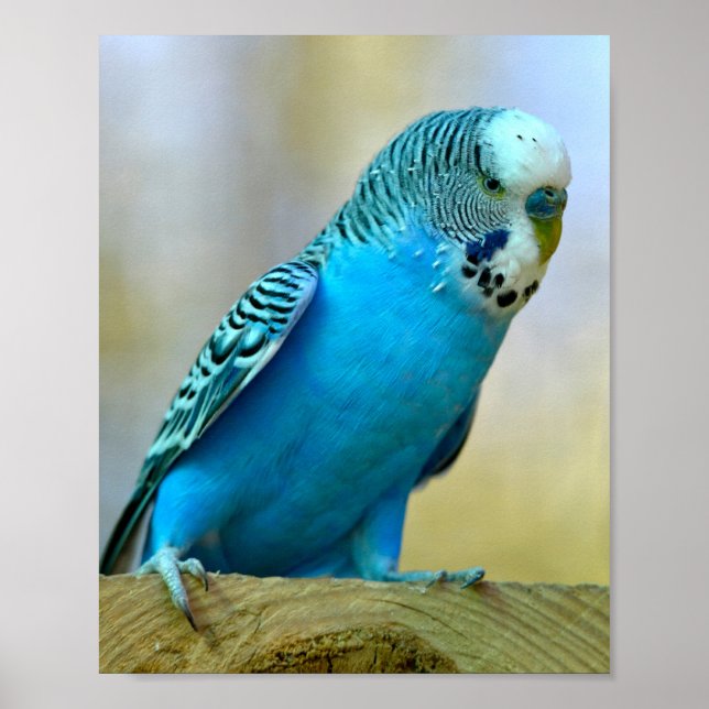 Blaue Budgerigar-Ankerplakette T- Poster (Vorne)
