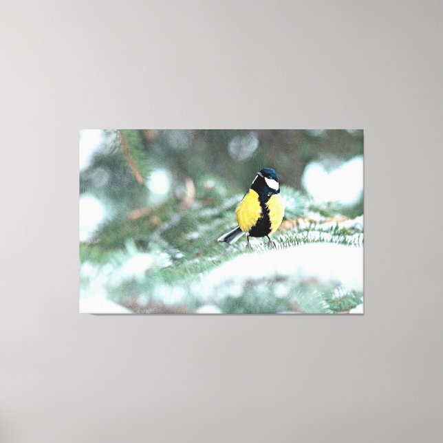 Blaue Chickadee auf grünem Spruce Leinwanddruck (Vorderseite)