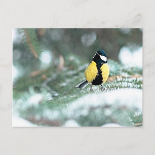 Blaue Chickadee auf grünem Spruce Postkarte
