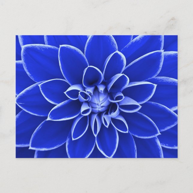 Blaue Dahlia-Blume Postkarte (Vorderseite)