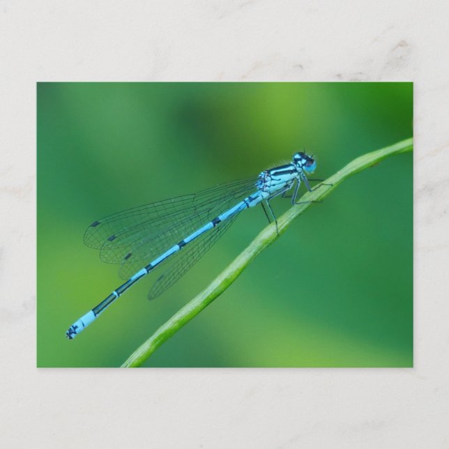 Blaue Damselfly-Postkarte Postkarte (Vorderseite)