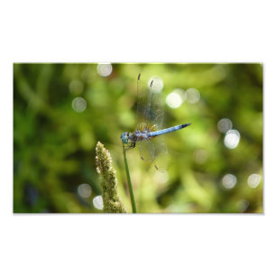 blaue dasher Libelle Fotodruck