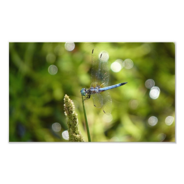 Blaue Dasinglippe Fotodruck (Vorne)