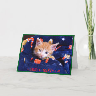 Blaue Decke Katze Frohe Weihnachten Orange Kätzche