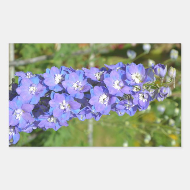 Blaue Delphinium-Blume Rechteckiger Aufkleber (Vorderseite)