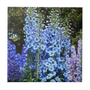 Blaue Delphinium-Blumen Garten Natur Fliese