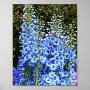 Blaue Delphinium-Blumen Garten Natur Poster