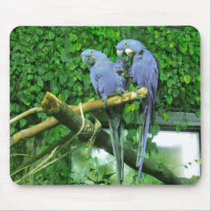 Blaue Doppelpapageien Mousepad