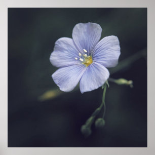 Blaue Flachs-Blume auf dunklem Hintergrund Poster