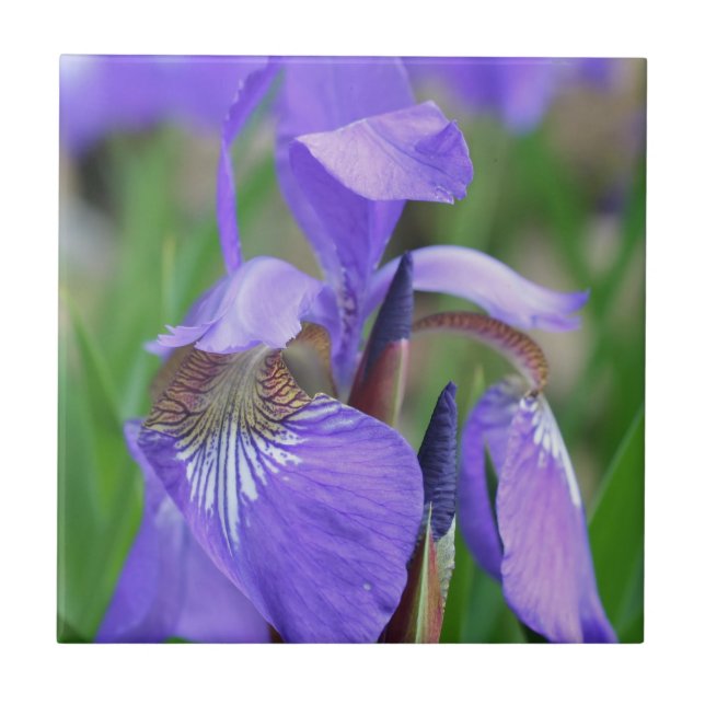 Blaue Flagge Iris Blume Natur Fliese (Vorderseite)