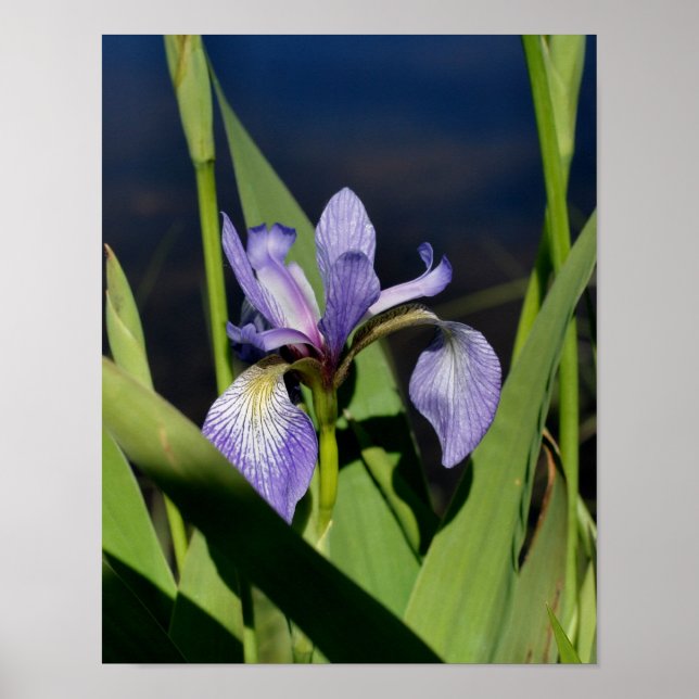 Blaue Flagge Iris-Blume Poster (Vorne)